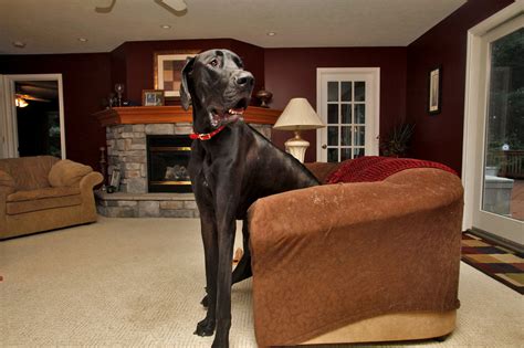 World’s Tallest Dog Zeus