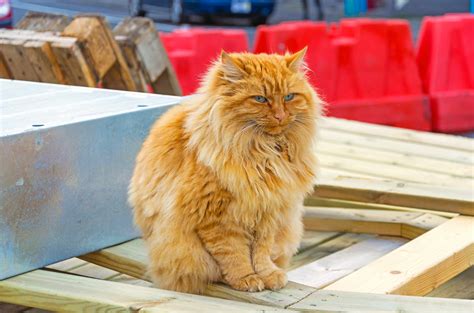 Do Cats Really Hold Grudges?