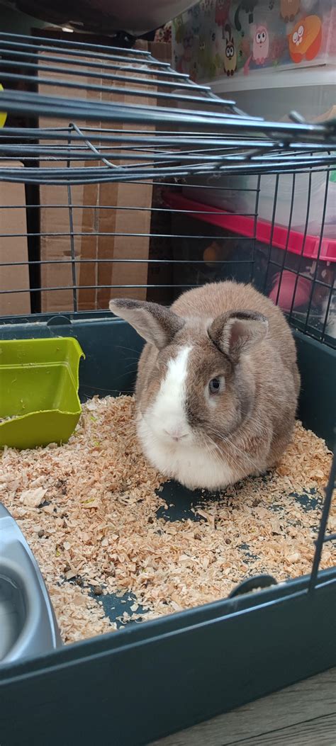 Image result for Rabbit First Use