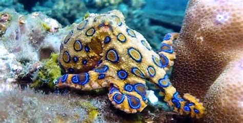 Image result for Blue-Ringed Octopus Human Form