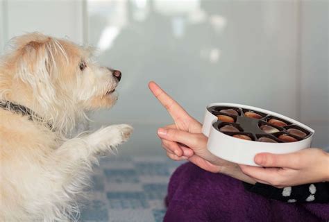 Help, My Dog Ate Chocolate! | Beverly Hills Veterinary Associates