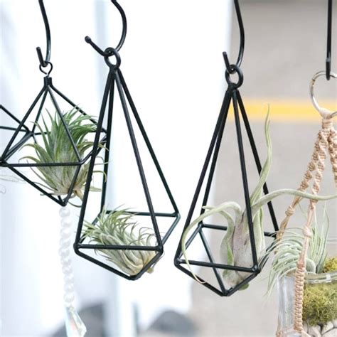 Air Plants Arrangements 的图像结果