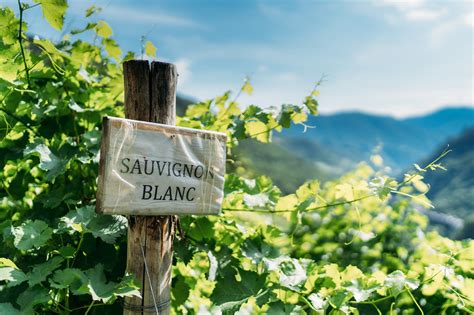 What is Sauvignon Blanc? Everything You Need to Know – Coravin US