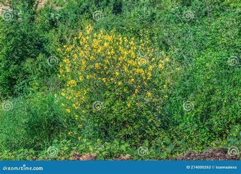 A Blooming Spanish Broom Bush Grows Amidst Greenery in the Mountains ...