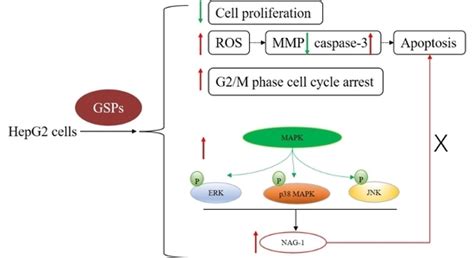 Grape Seed Proanthocyanidins Induce Apoptosis and Cell Cycle Arrest of ...
