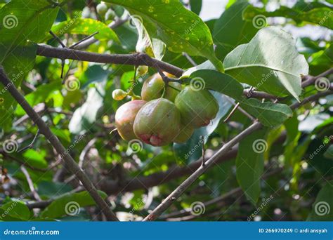 Manzana De Agua Verde O Fruta De Acuario Szygium En El árbol En La ...