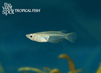 Java Rice Fish 的图像结果