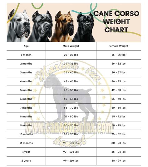 Cane Corso puppy Weight Calculator: For corso Ideal Weight in 2024 ...