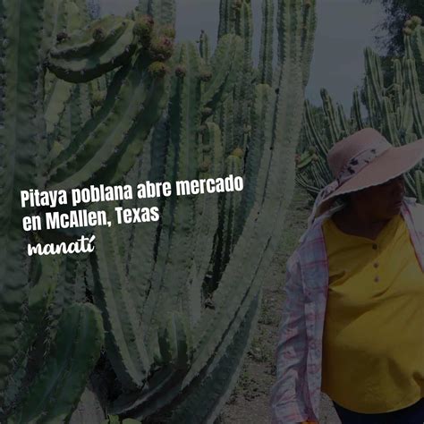 Pitaya poblana abre mercado en McAllen, Texas - Manatí
