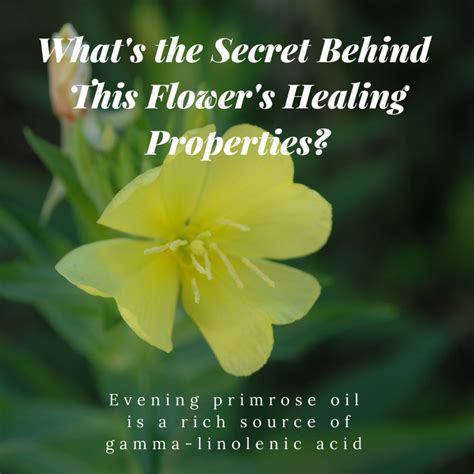 Evening Primrose Uses And Benefits at Roberto Ng blog
