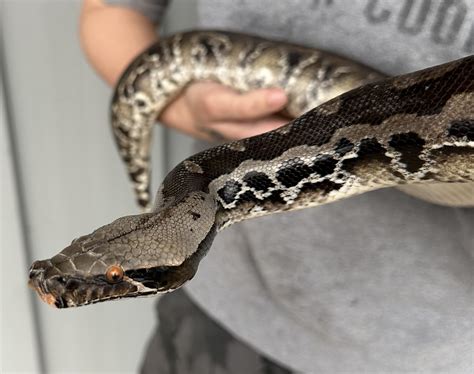 Short Tail Python Complex 的图像结果