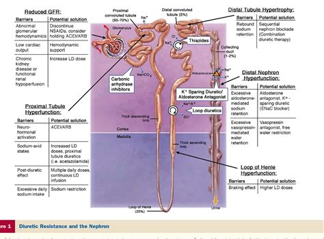 Loop Diuretics How They Work 的图像结果