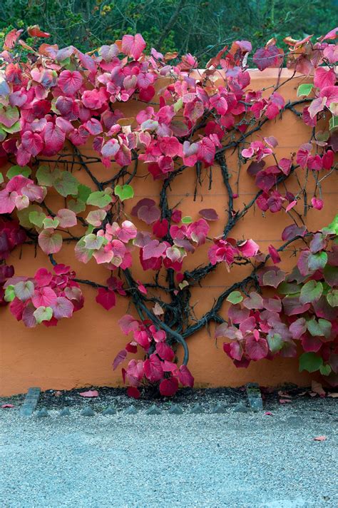 Best climbing plants: 10 best climbers for your back yard | Homes and ...