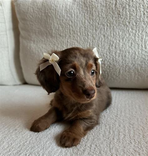Pin by Jessica on Puppies in 2025 | Dachshund puppies, Dapple dachshund ...