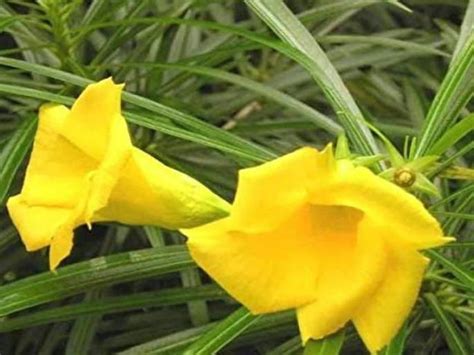 kaner plant health benefits of oleander is used for piles pimple ...