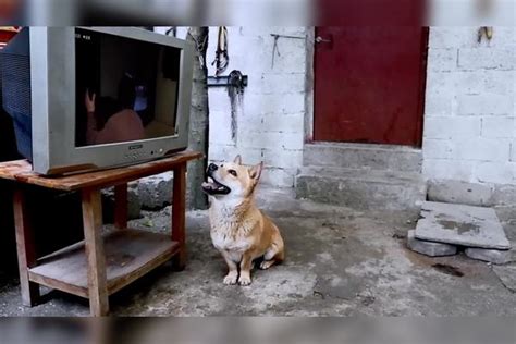 主人给狗狗看电视恐怖片，录像拍下了狗狗惊人的一幕