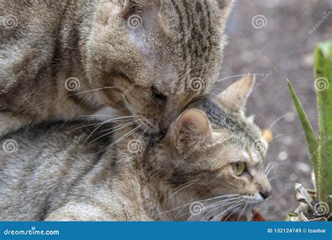 Cats mating close up stock image. Image of spring, adult - 132124749
