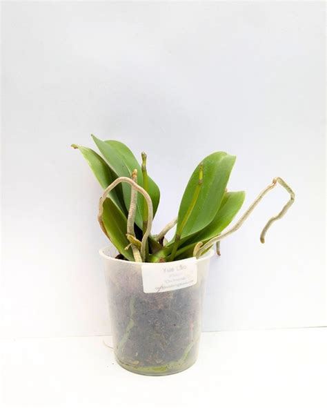 Divine Blossoms Orchid Boutique - Online Store