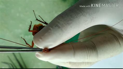 How to Dissect a Cockroach 的图像结果