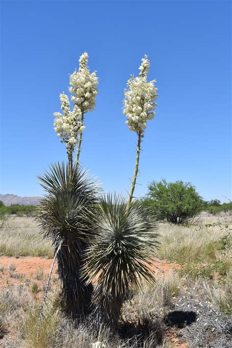 Yucca Flower In Desert