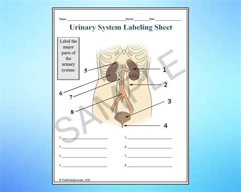 Urinary System Labeling Worksheet - Science Editable DIGITAL DOWNLOAD - Etsy
