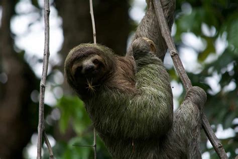 Why Sloths Are the Ultimate Survivalists in Slow Motion - Animals ...