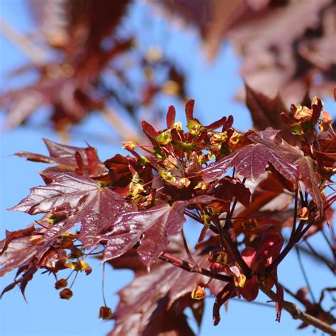 Acer platanoides 'Crimson King' - PictureThis