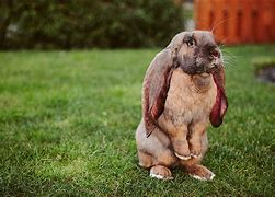 Image result for Bunny Ear One See