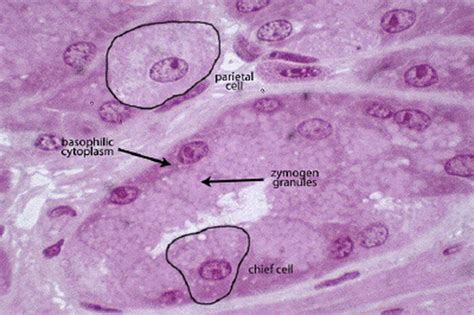 Image result for Digestive System Cells