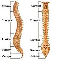 Spine Surgery in India - Low Cost Spine Surgery in India. Spinal Fusion ...