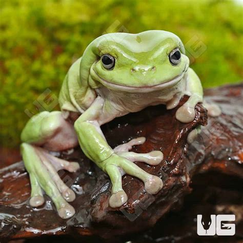 Image result for Snowflake Dumpy Tree Frog