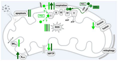 Mitochondrial Kinase Signaling for Cardioprotection