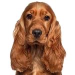 Buy Trusted Veterinary Medicines & Supplement | Goel Vet Pharma