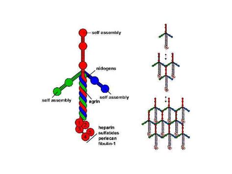Image result for Fibronectin Molecular Structure