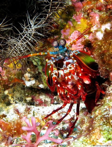 Mantis Shrimp Size | Wallpapers Gallery