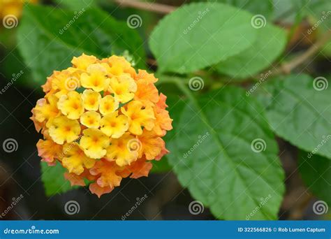 Invasive, Poisonous Lantana Camara, Orange-yellow Flowers. Stock Photo ...