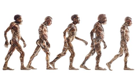 This image shows the evolution of human beings from to modern humans ...