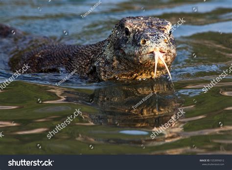 Komodo Dragon Swim 的图像结果