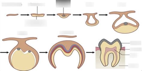Image result for Human Tooth Development