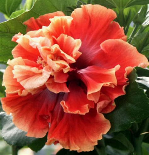 14 Different Types of Hibiscus (#2 Is My Favorite)