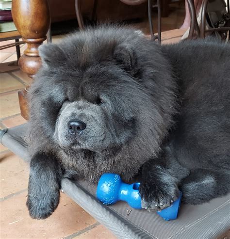 The Esteemed Blue Chow Chow