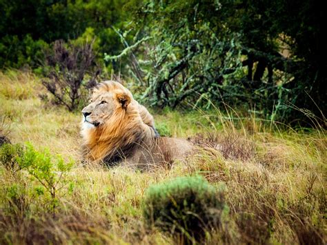 Free Images : nature, grass, wilderness, prairie, adventure, wildlife, zoo, jungle, predator ...
