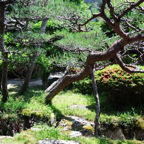 BUKEYASHIKI KYU ORIIKE KYU HAIBARAKE (2026) All You Need to Know BEFORE ...