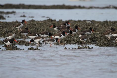 American oystercatchers feeding in oysterbeds | FWS.gov