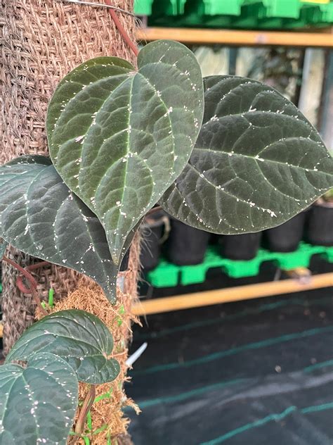 Piper Sp. Porphyrophyllum. Platinum – southerntropical