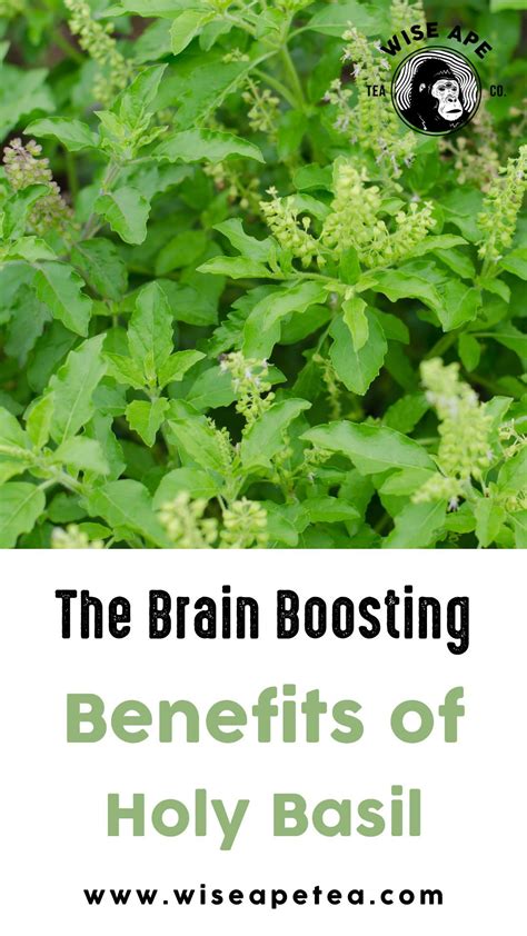 Basil tea – Artofit