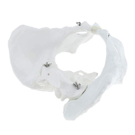 Buy Female Pelvis Extremely Accurate and Detailed Representations of ...