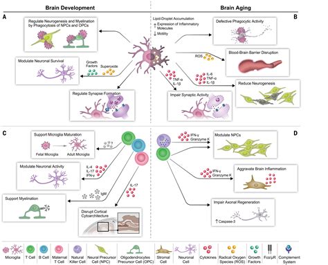 Transforming the understanding of brain immunity | Science