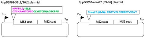Mixed Bacteriophage MS2-L2 VLPs Elicit Long-Lasting Protective ...
