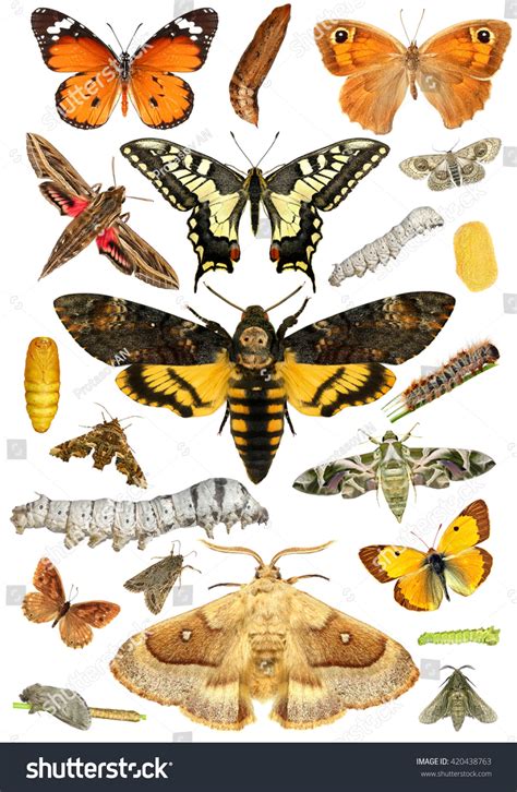 Butterfly Collection Development Stages Including Larvae Stock Photo ...